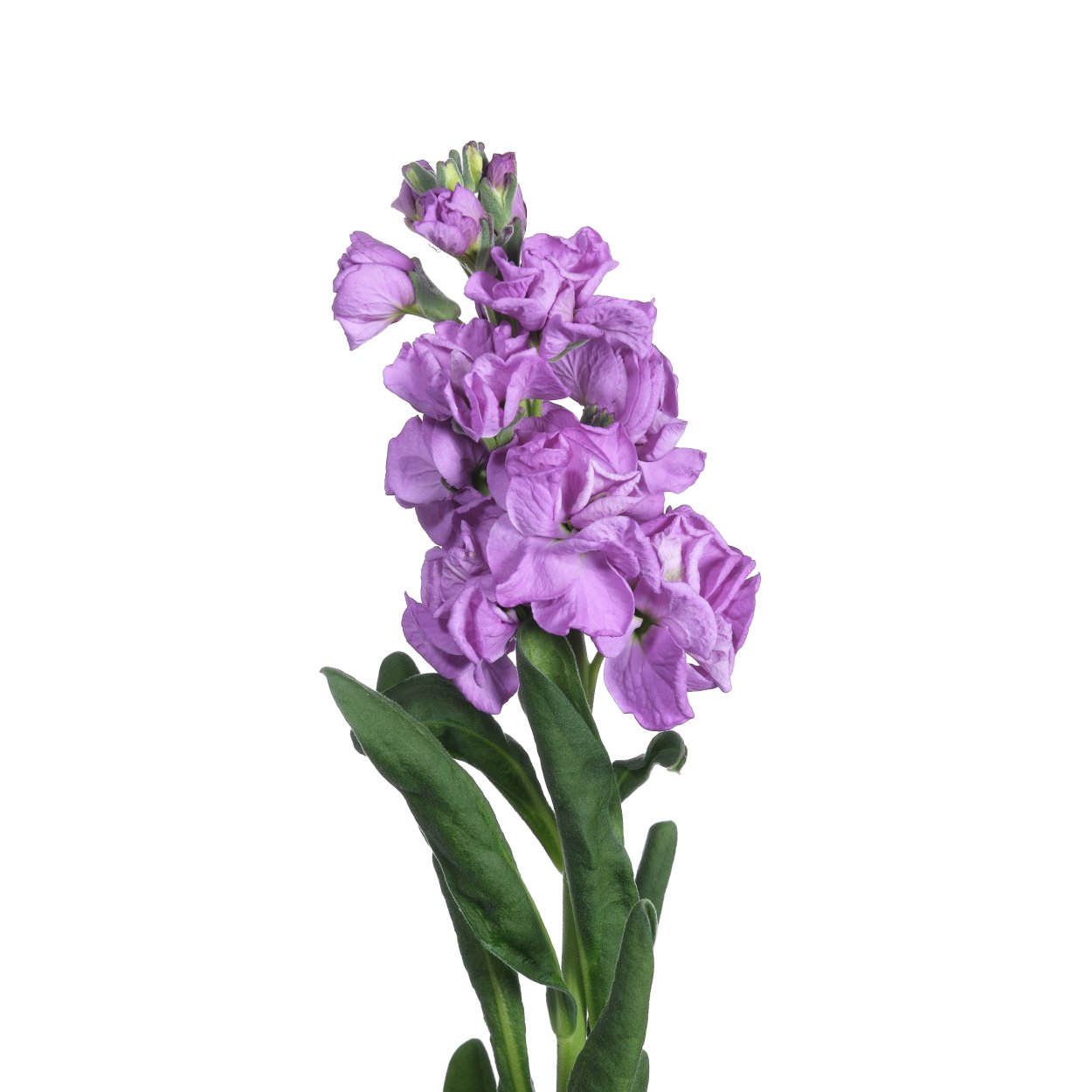 Маттиола Айрон Роуз