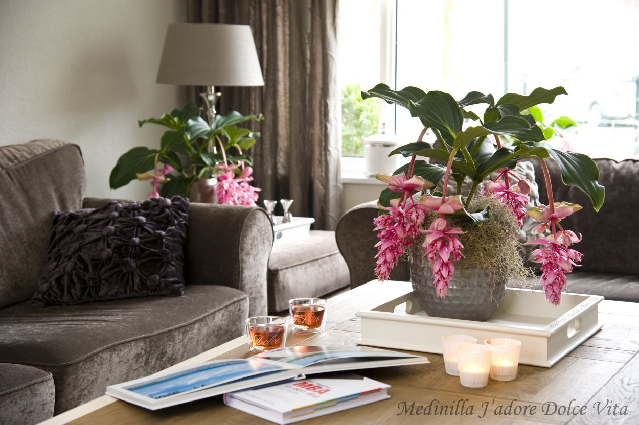 Мединилла Магнифика