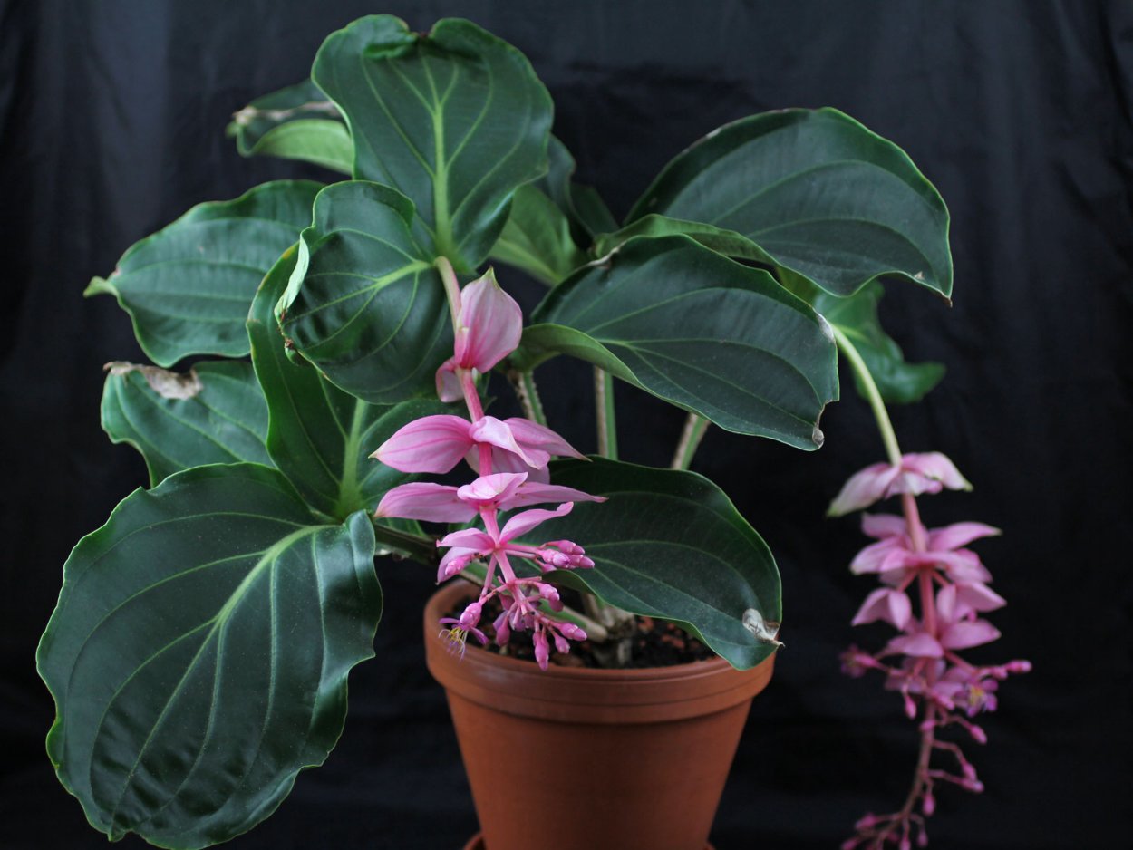 Мединилла Канди цветок