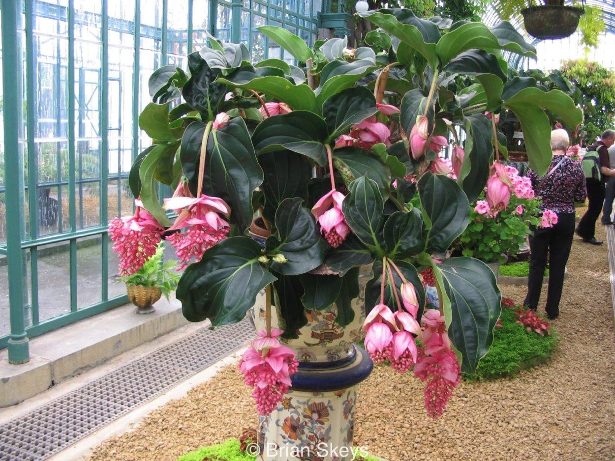 Цветок Мединилла Магнифика