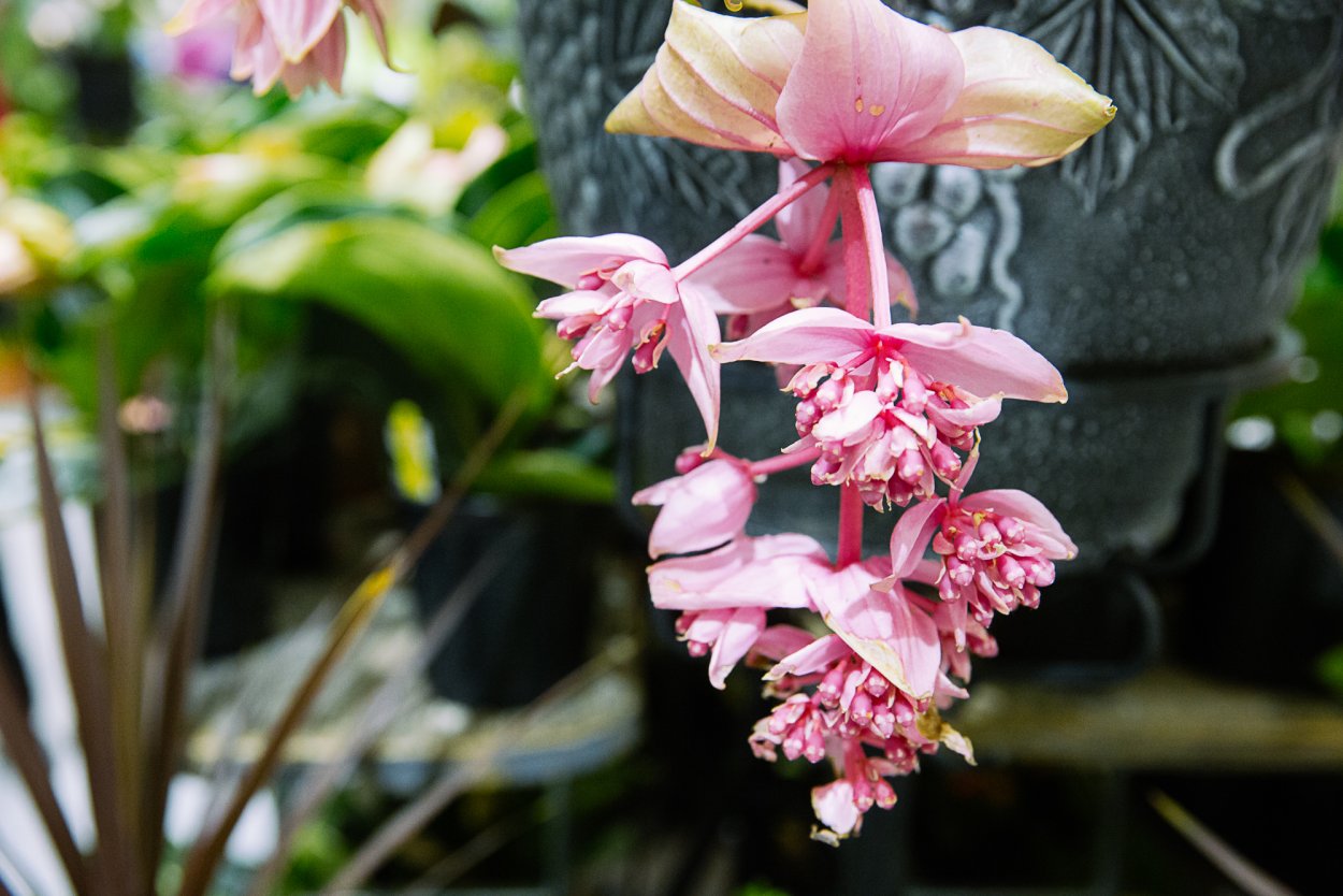 Мединилла Магнифика (30)