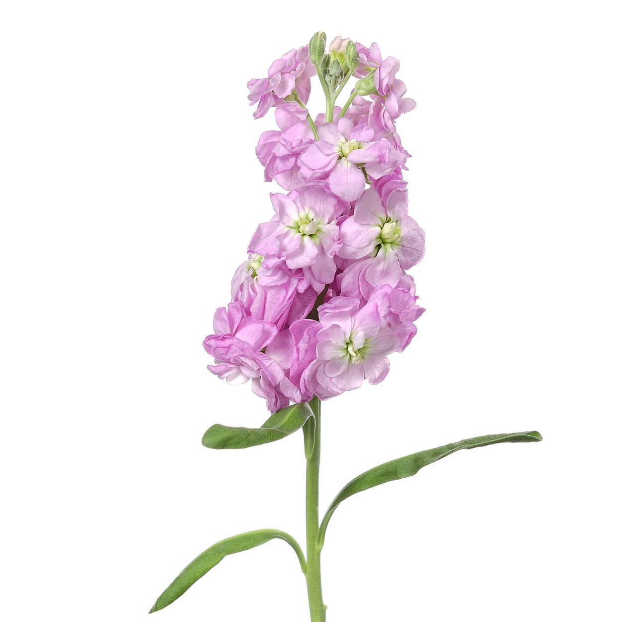 Маттиола Матильда Пинк