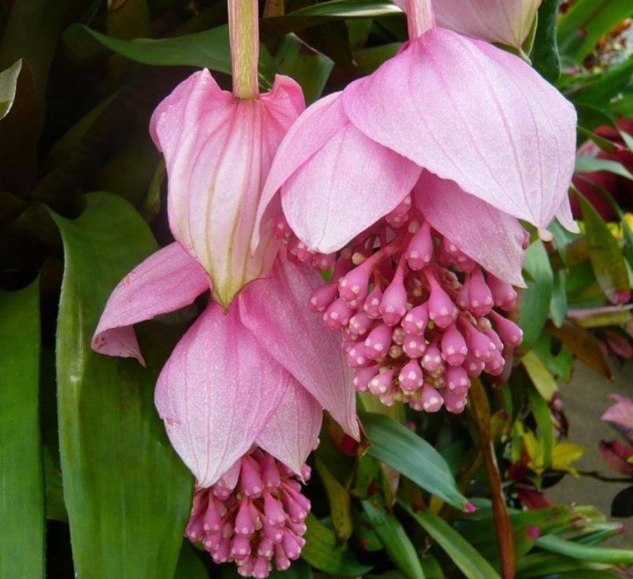 Мединилла Магнифика Ламбада