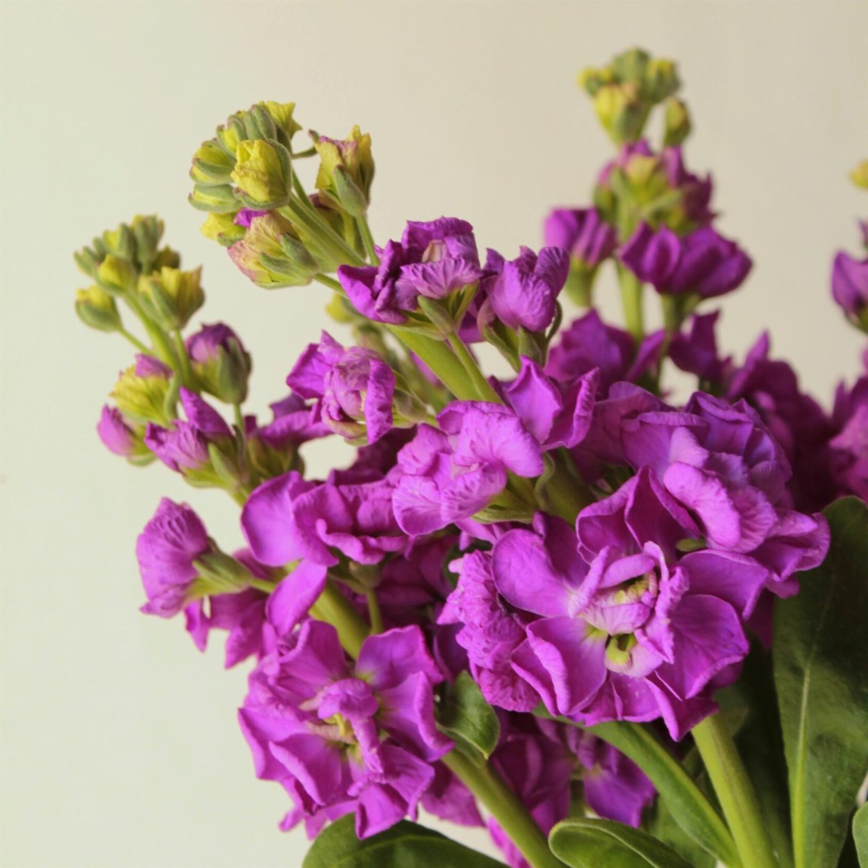 Маттиола Пепл