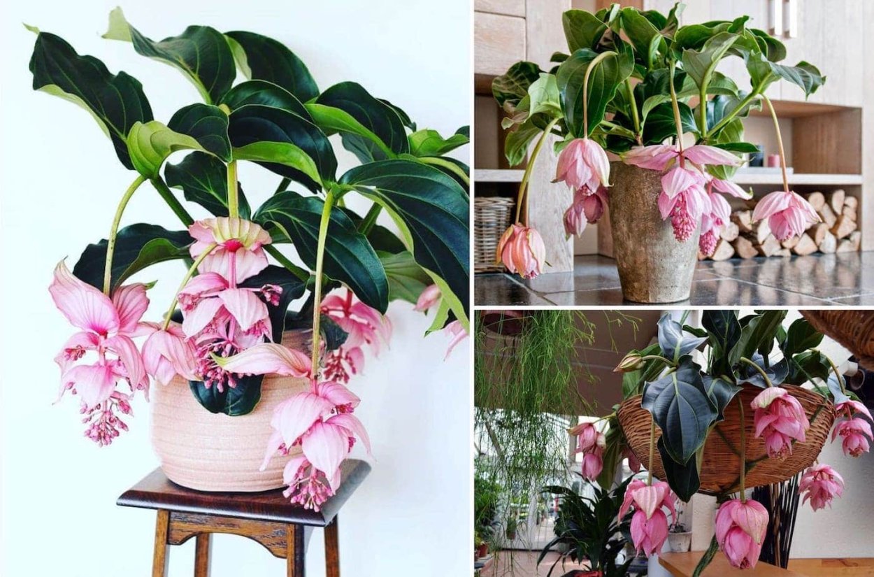 Цветок Мединилла Магнифика