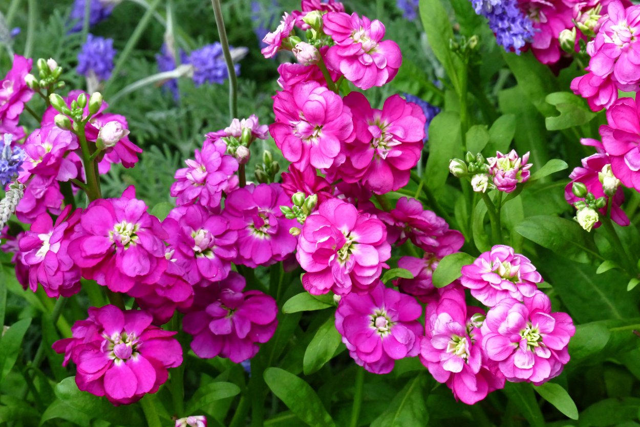 Матиола махровая Букетная