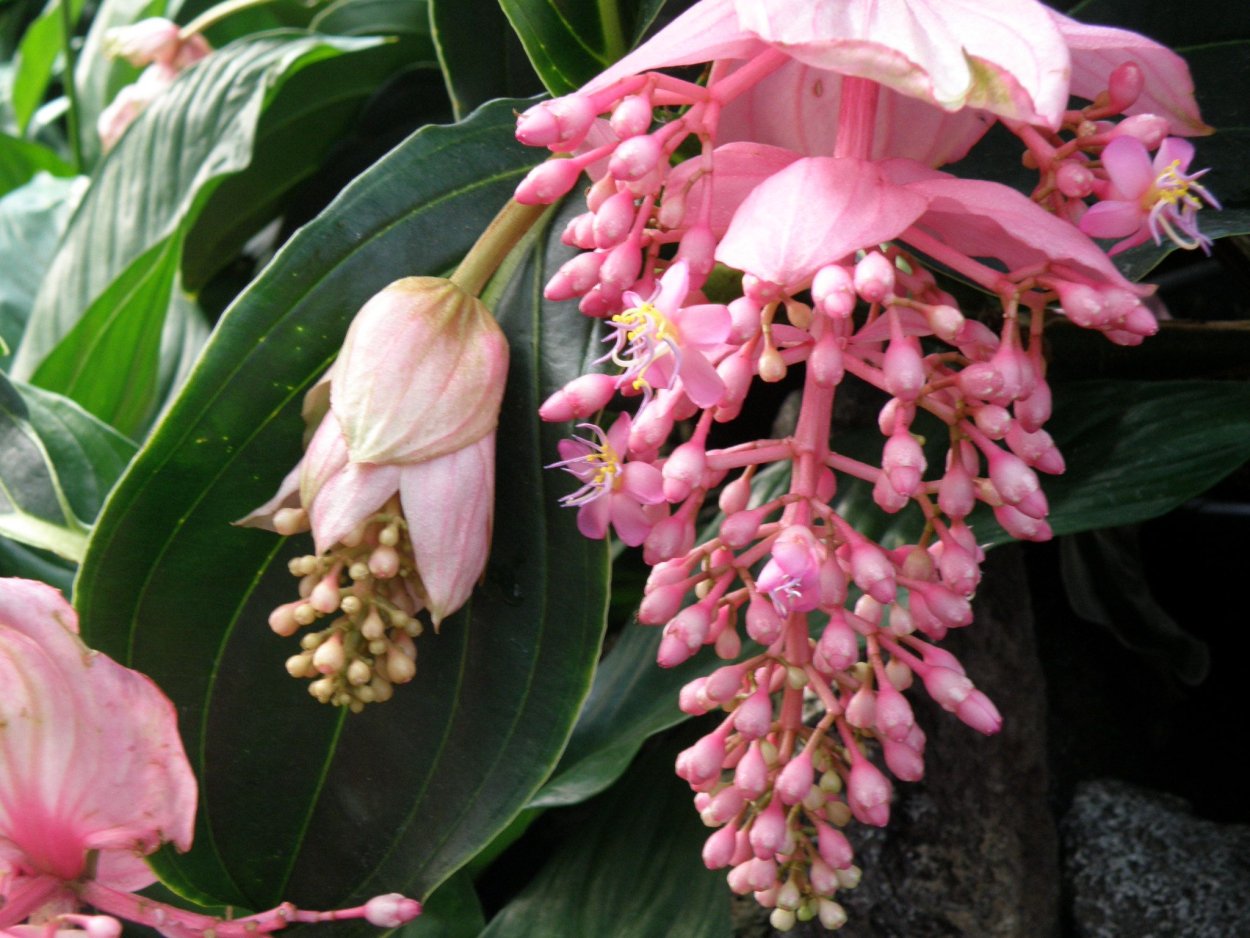 Цветок Мединилла Магнифика