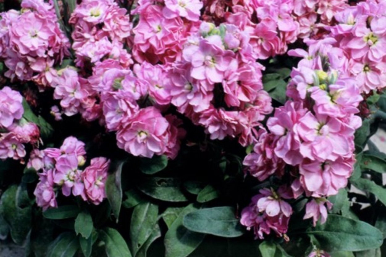 Маттиола черри блоссом