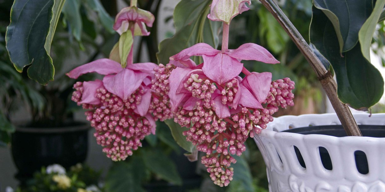 Мединилла Магнифика (50-60)