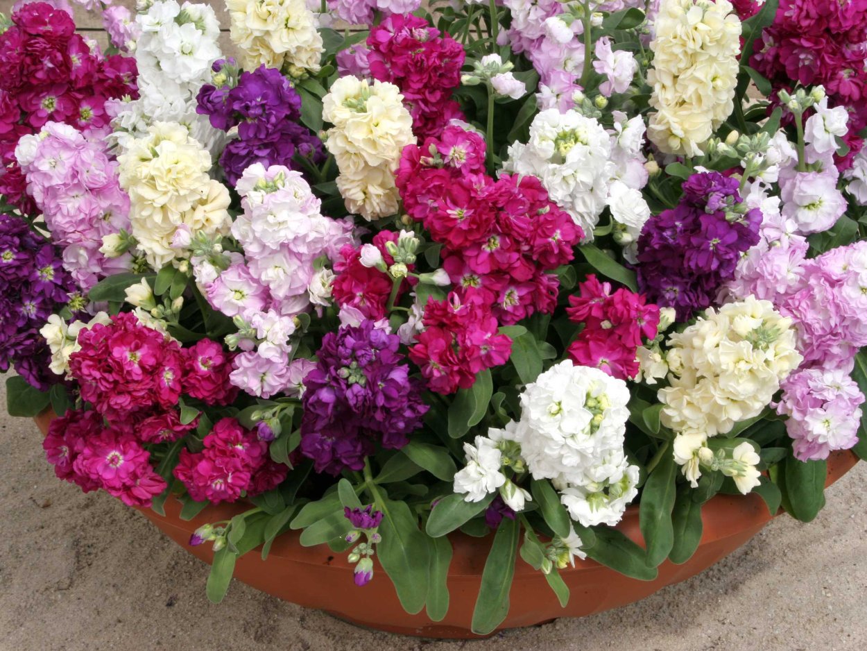 Маттиола Букетная