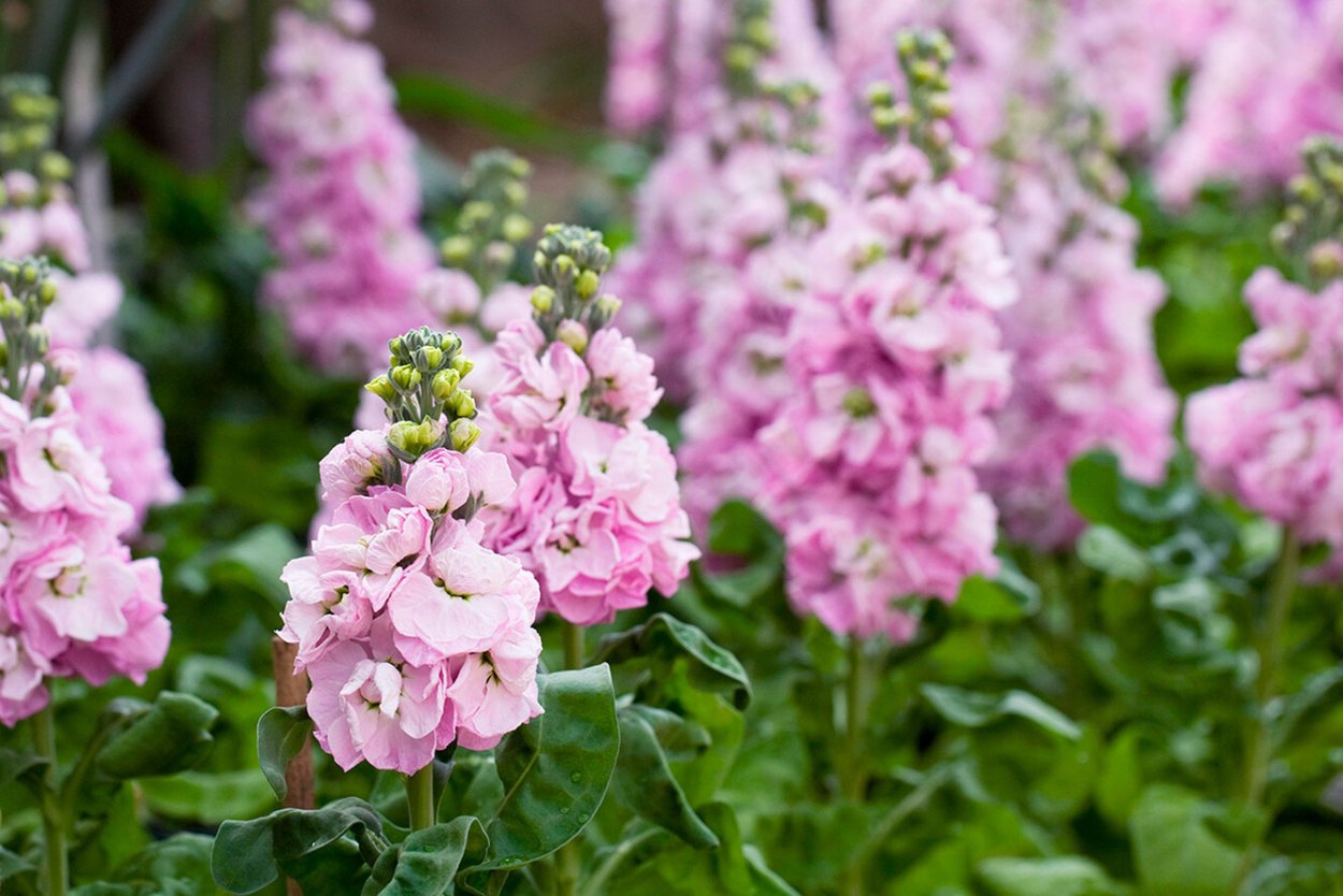 Фиалка нд маттиола