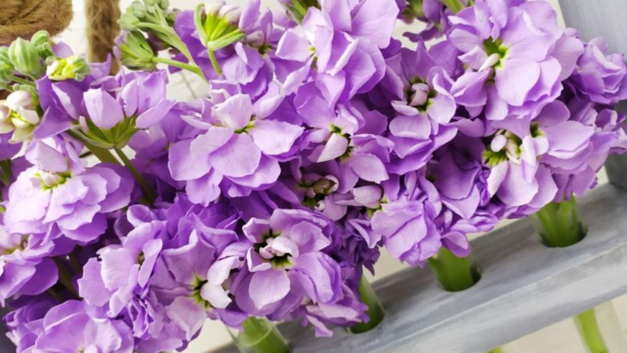 Маттиола Рич Арома