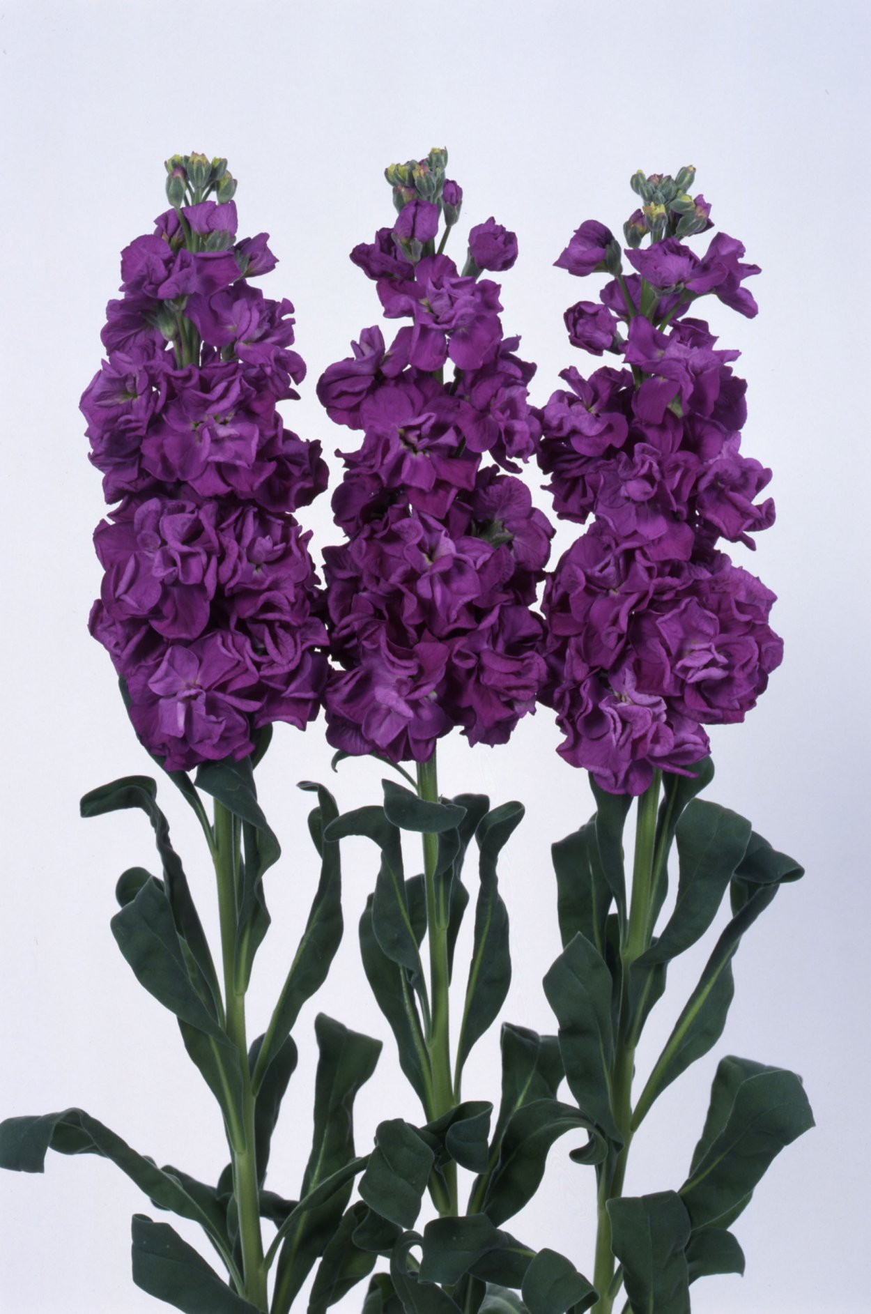 Маттиола Айрон Пурпл