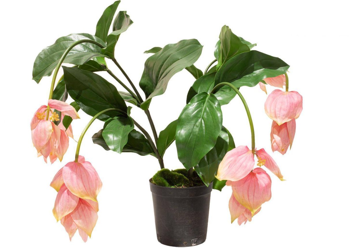 Цветок Филиппинское чудо