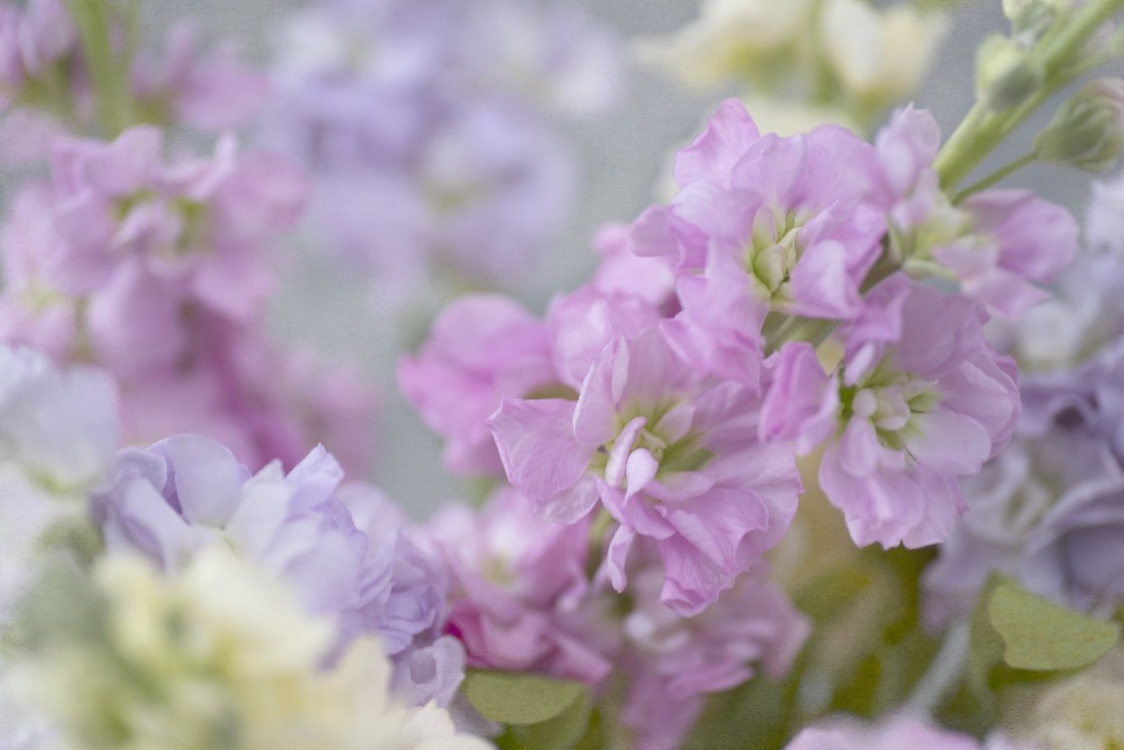 Маттиола светлая