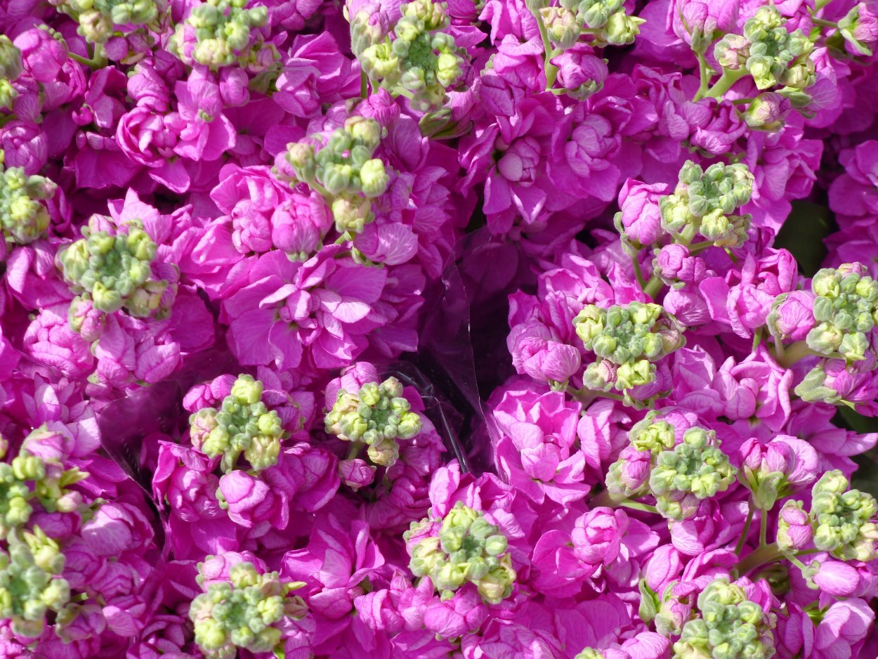 Сиреневый цветы на оранжевом фоне