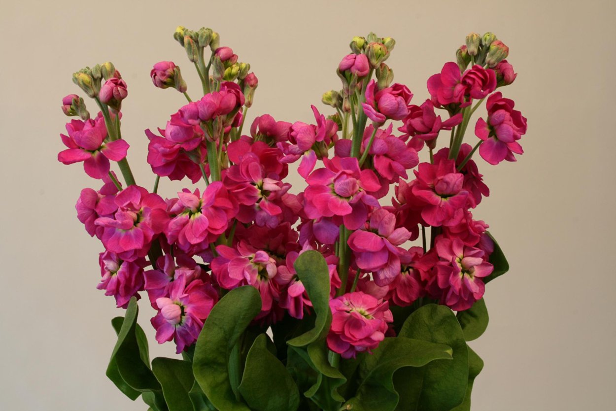 Маттиола Iron White