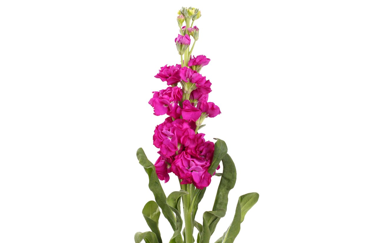 Маттиола малиновая