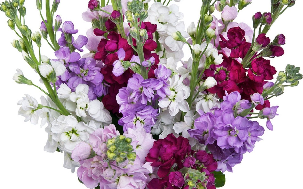 Маттиола Кармен