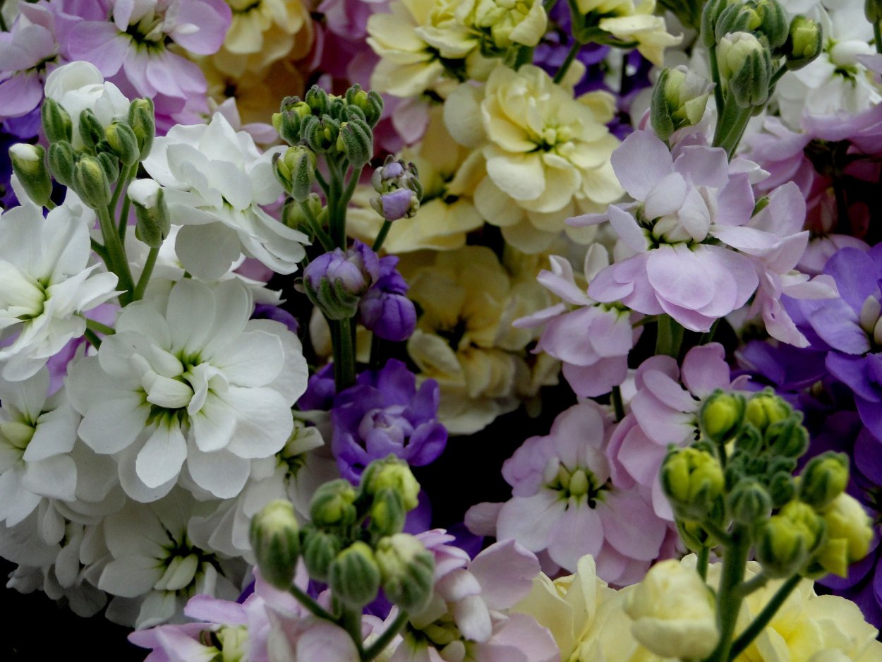 Маттиола Салмон