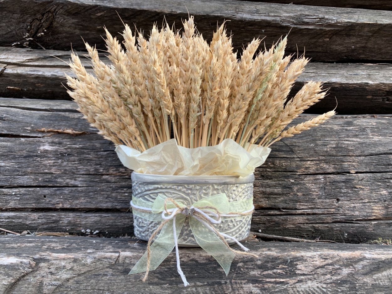 Колосок макро