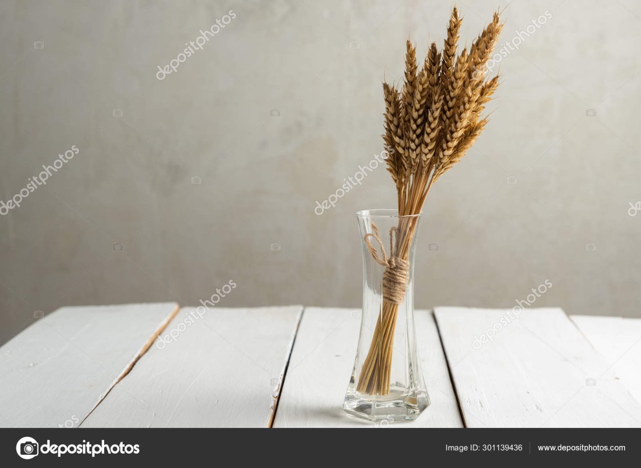 Колоски сухоцветы камыш