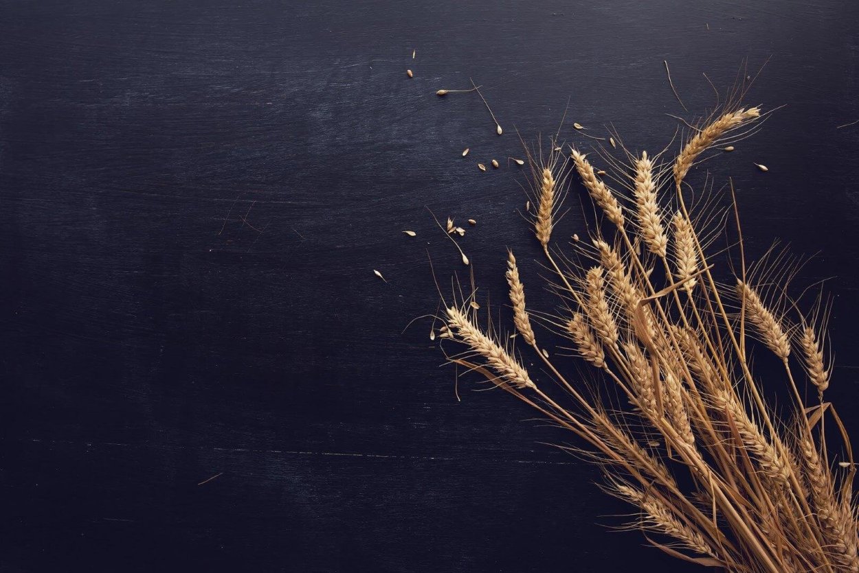 Пшеница cухоцвет