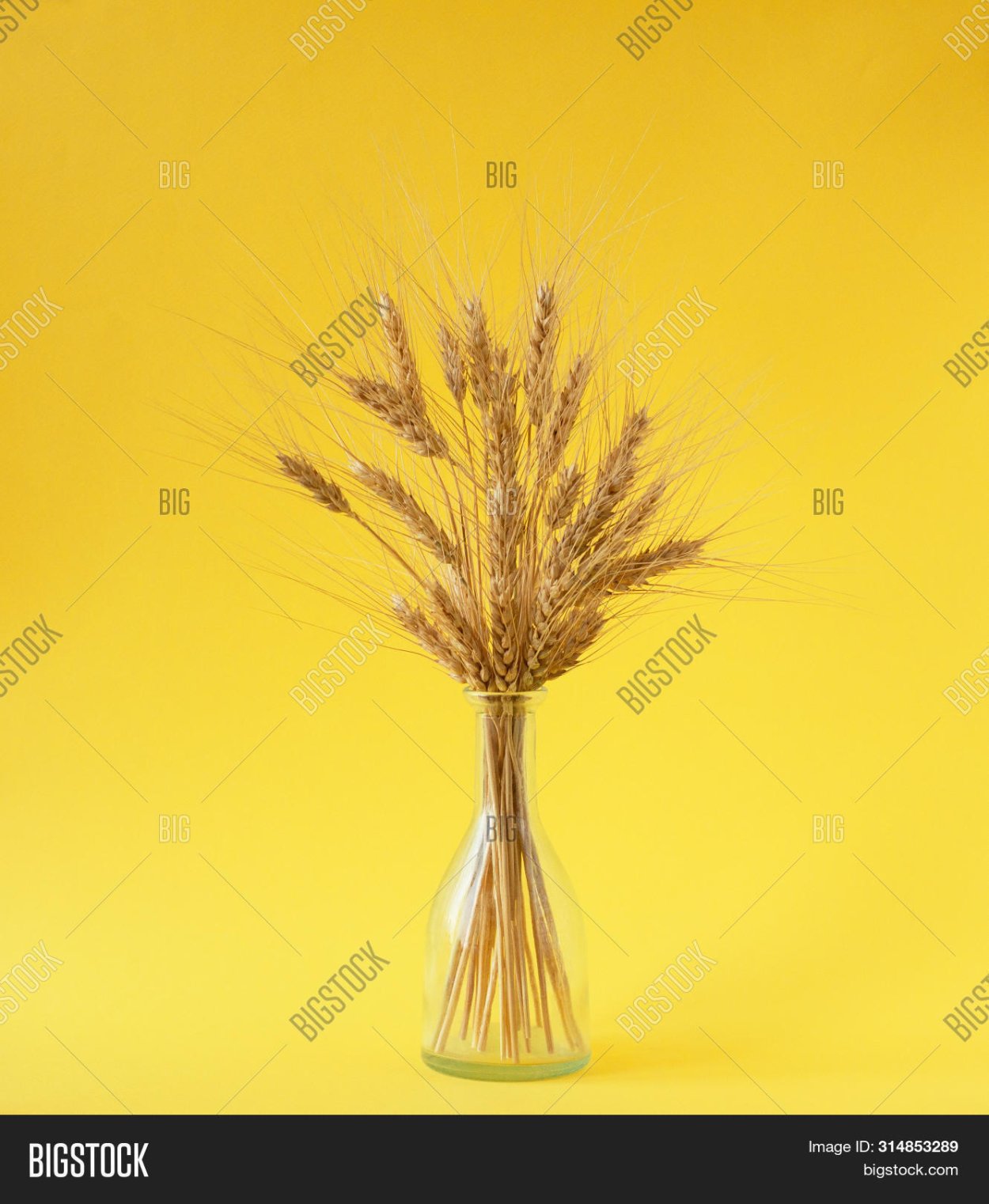 Сноп колосьев пшеницы