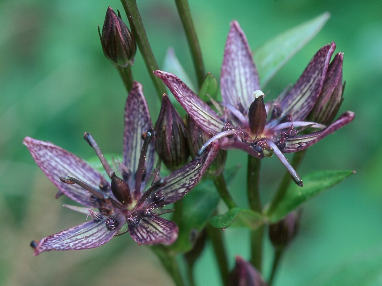 Сверция многолетняя Swertia perennis