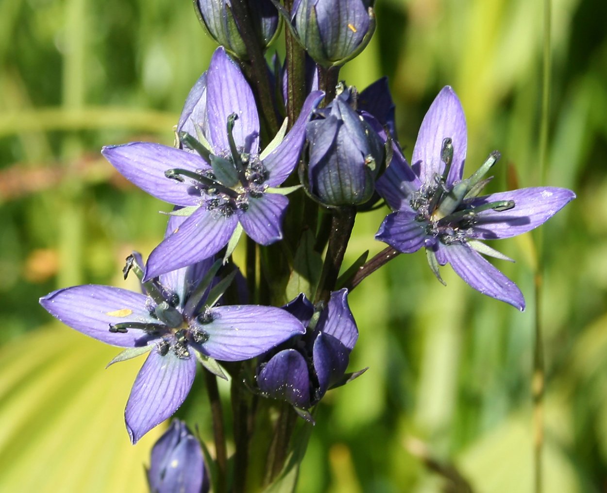 Байкальский заповедник Сверция Байкальская