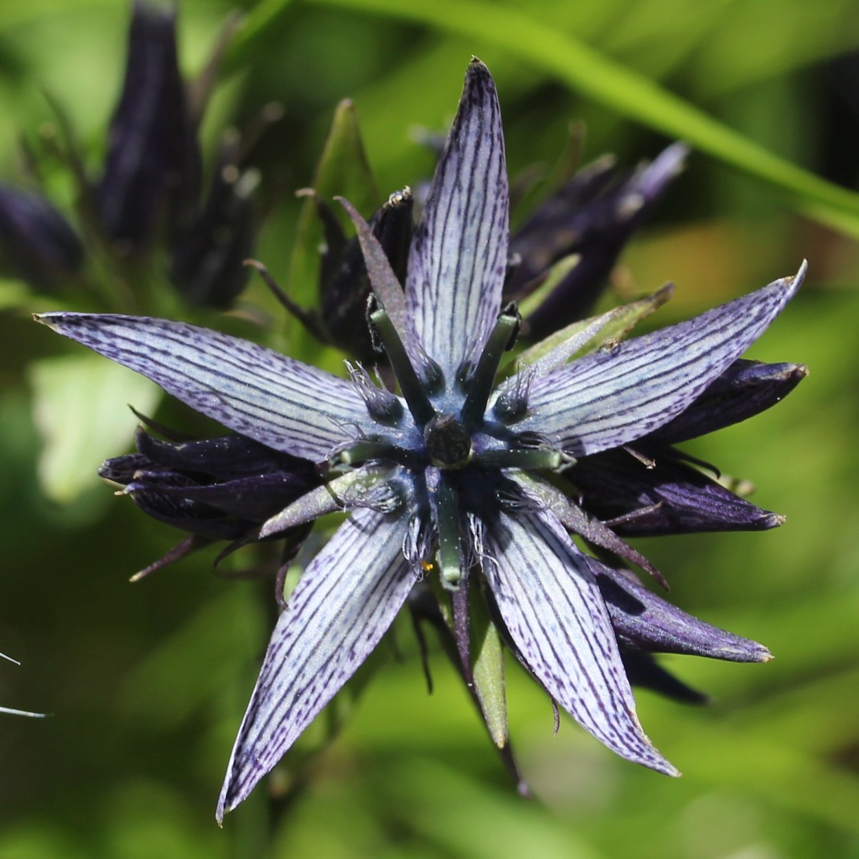 Сверция многолетняя красная рисунок