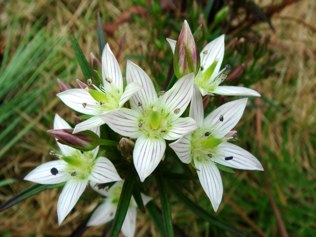 Баргузинский заповедник Сверция Байкальская