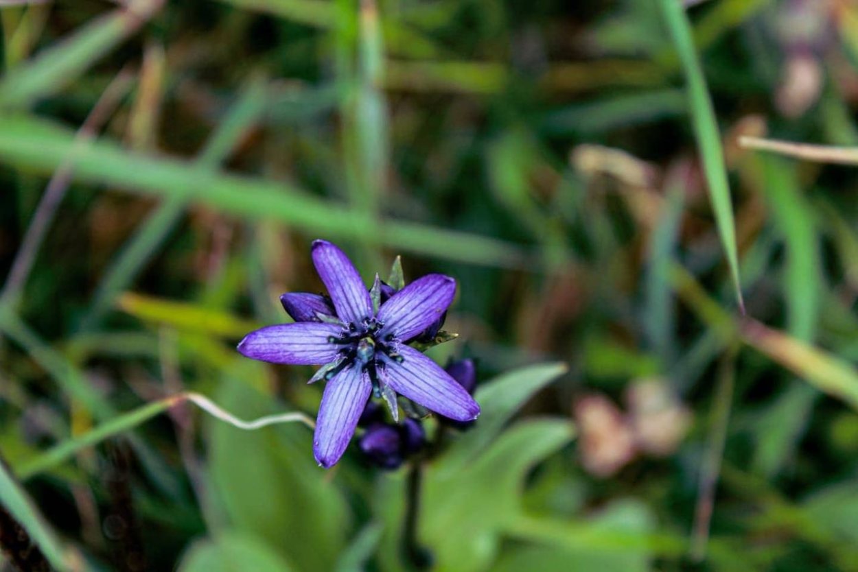 Сверция Чирата