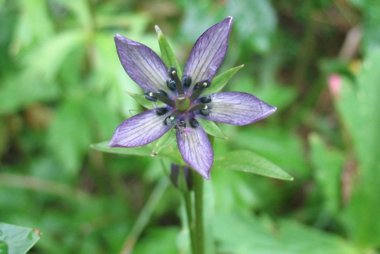 Сверция Алтайская