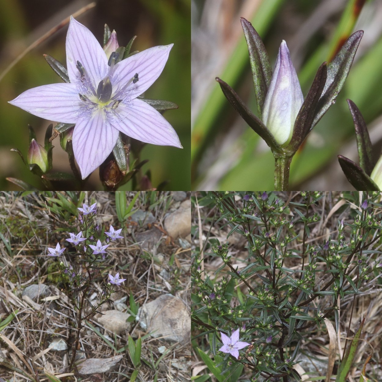 Сверция многолетняя Swertia perennis