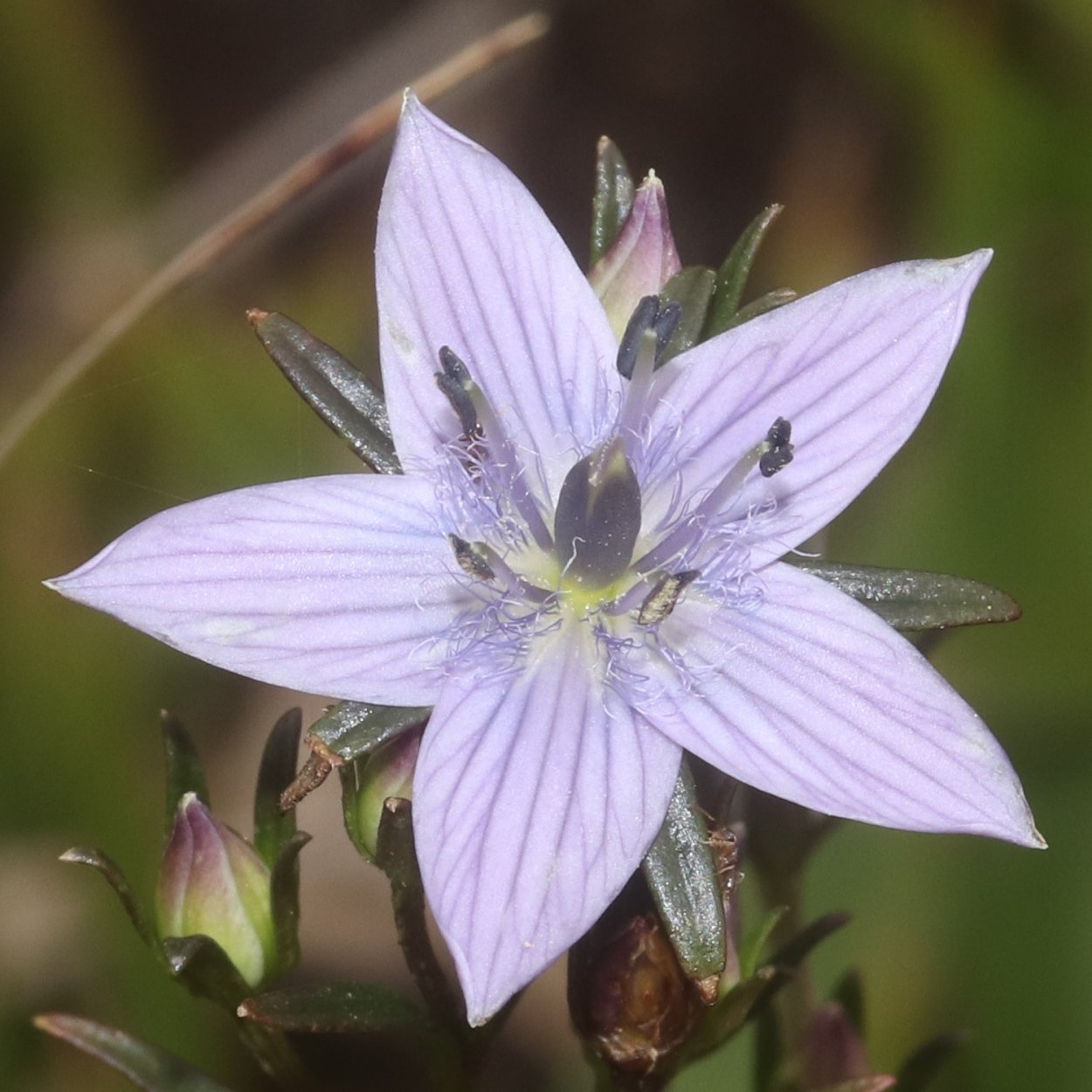 Байкальский заповедник Сверция Байкальская