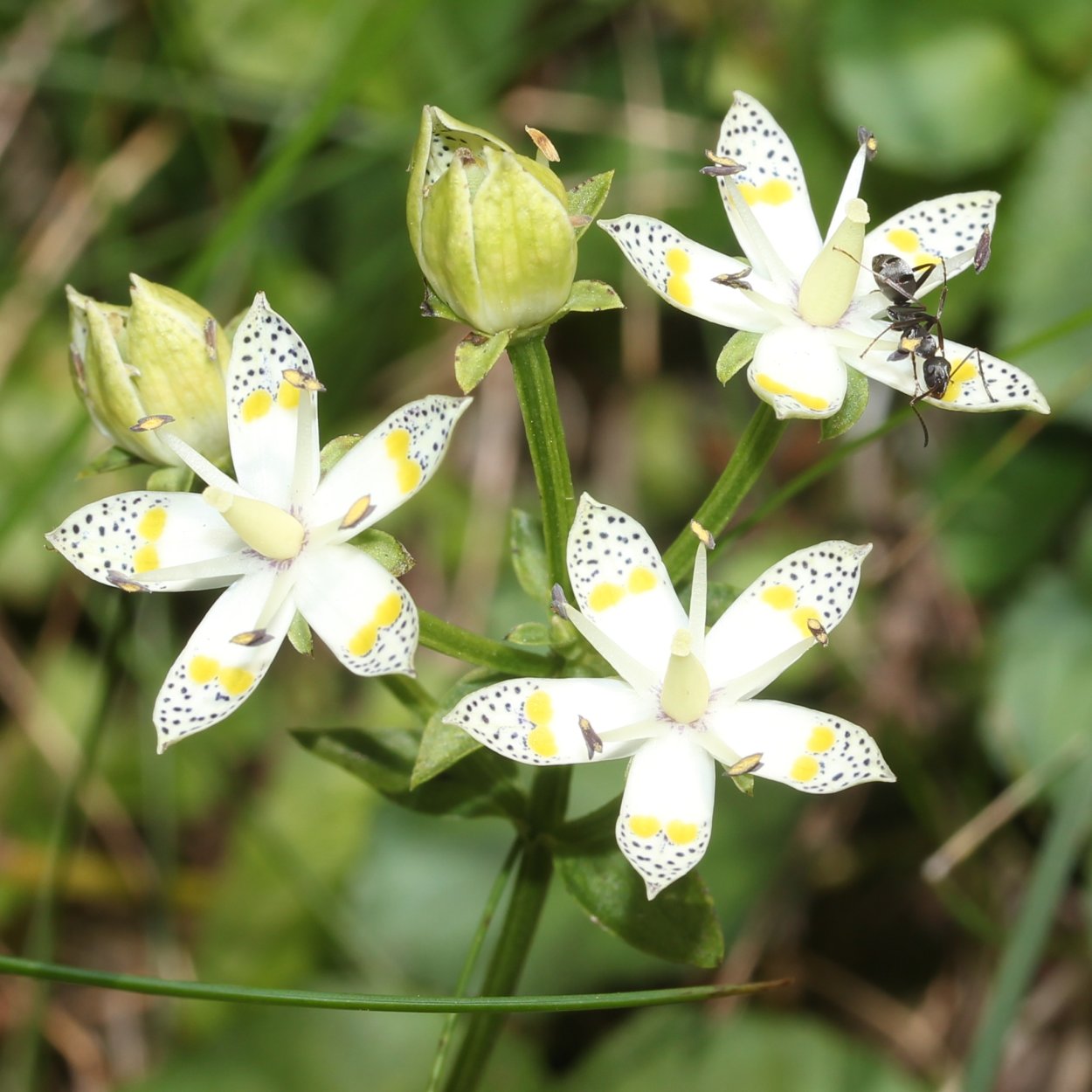 Сверция Байкальская рисунок