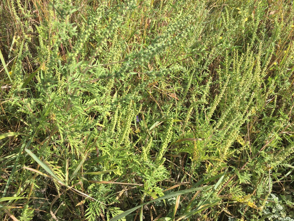 Сорняк амброзия трехраздельная