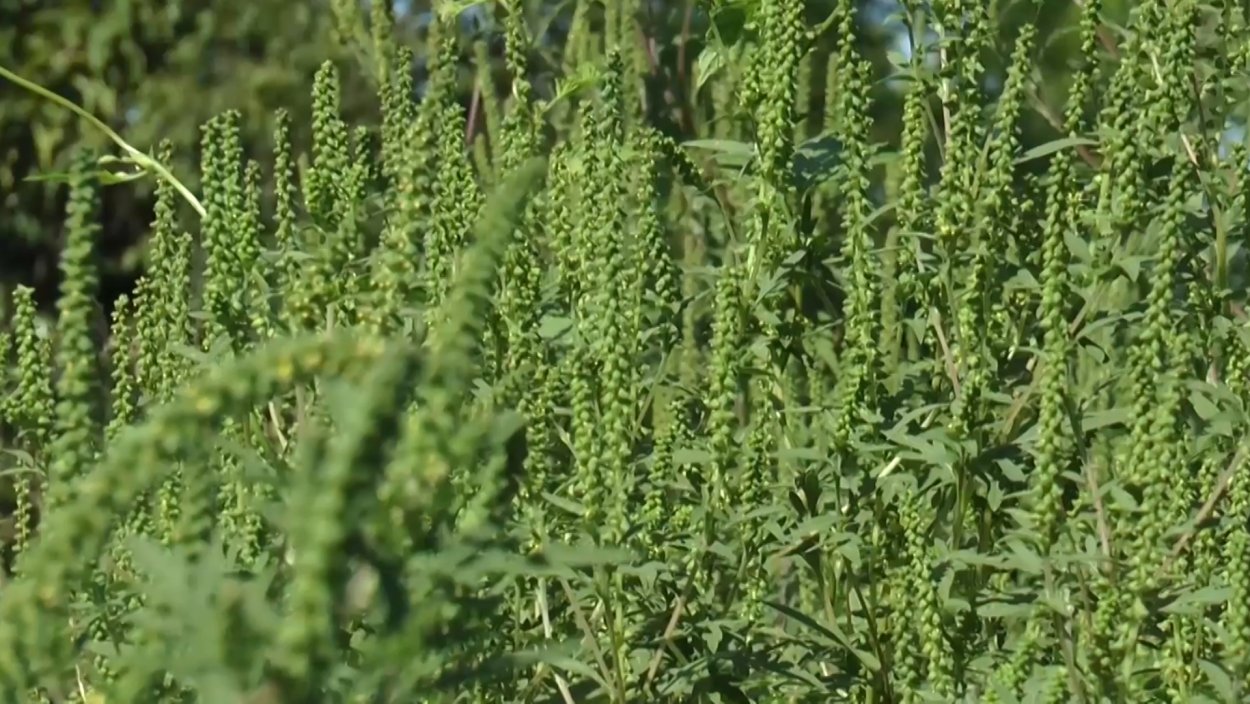 Амброзия метельчатая