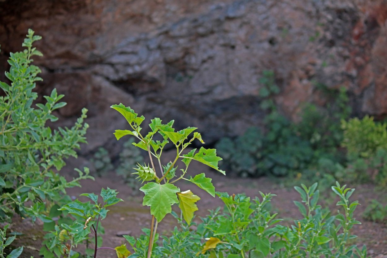 Амброзия широколистная