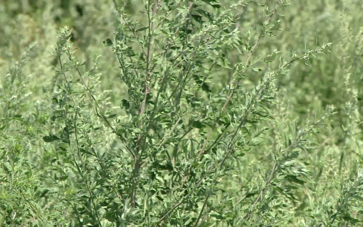 Канадская лебеда амброзия