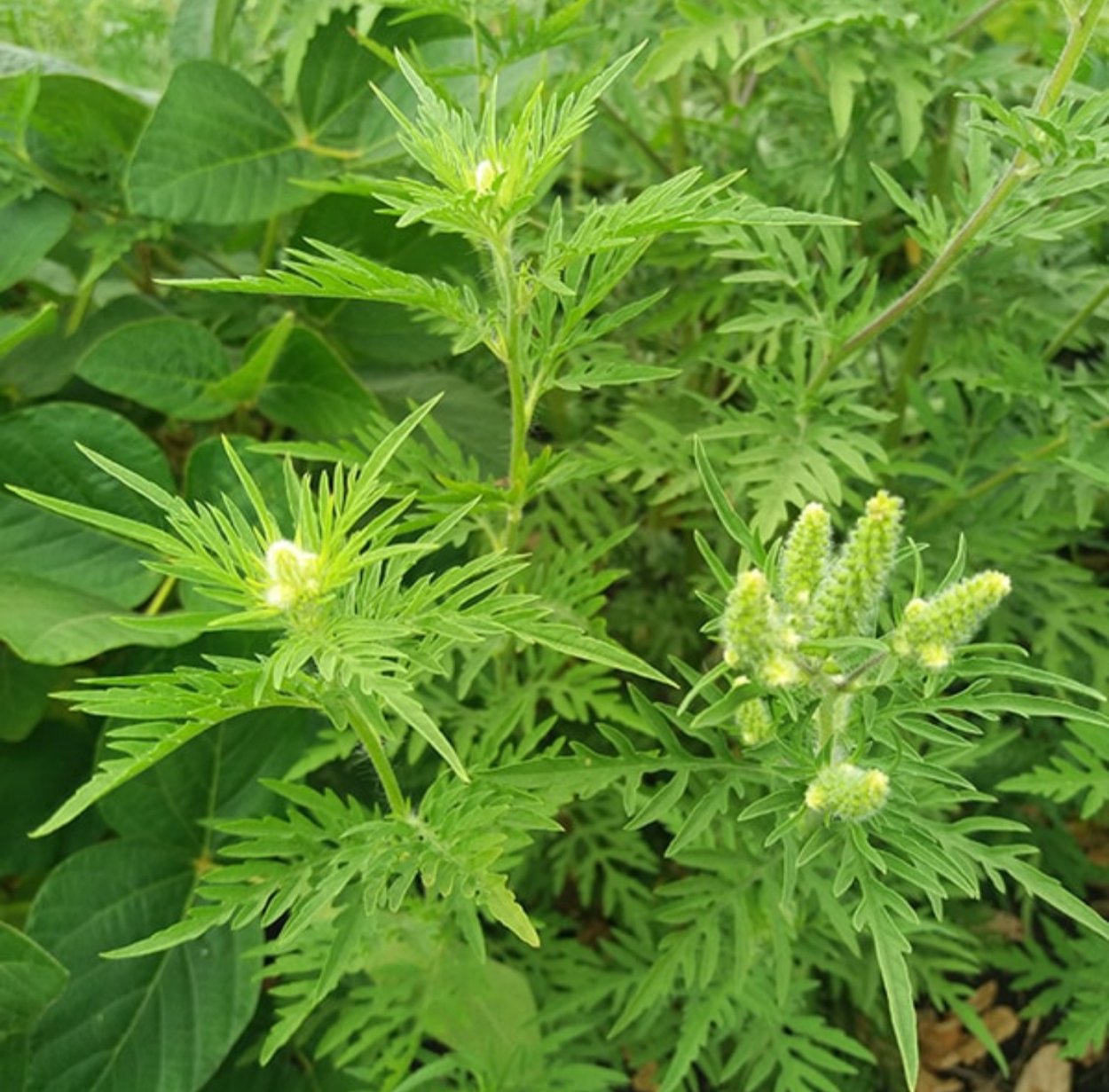 Амброзия полыннолистная