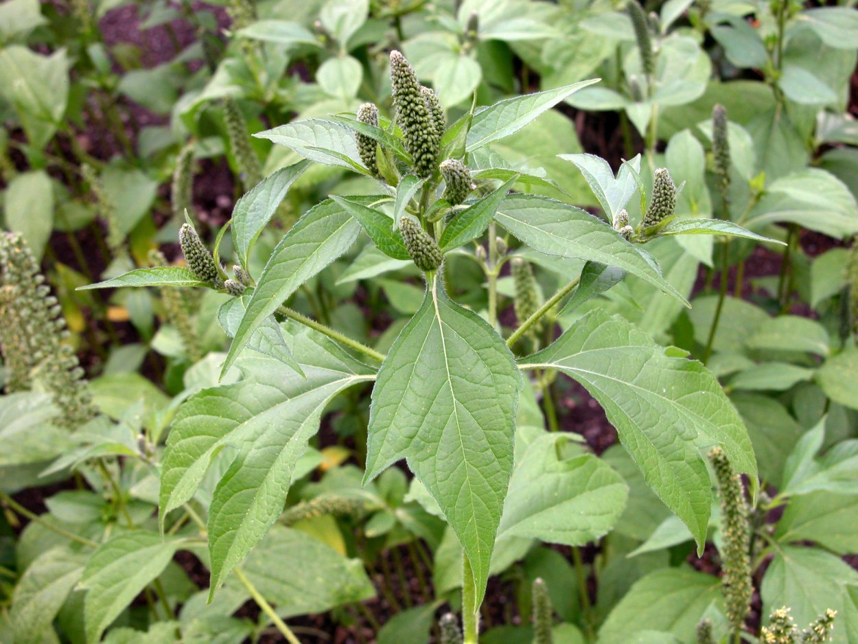 Cyclachaena xanthiifolia