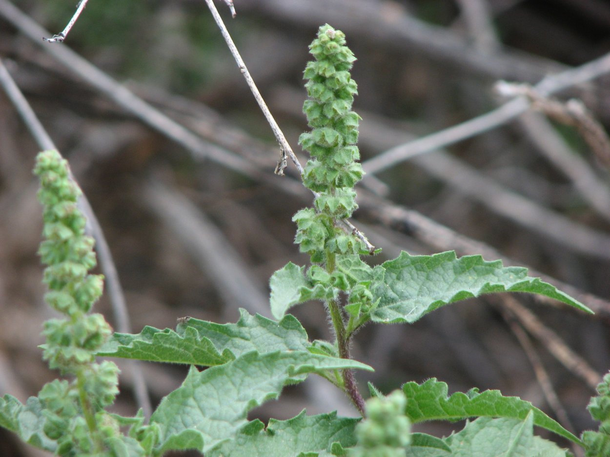 Циклахена дурнишниколистная