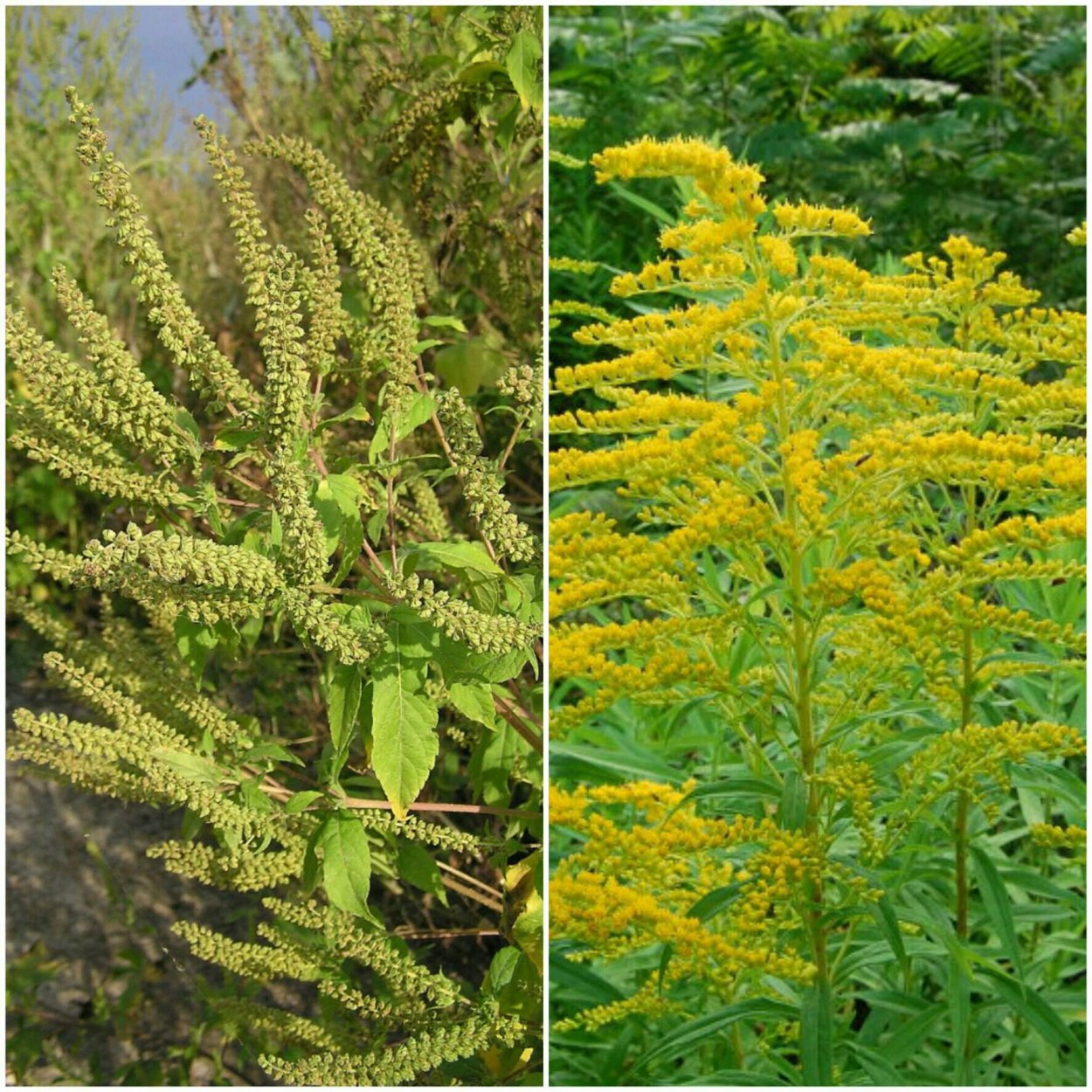 Золотарник или амброзия