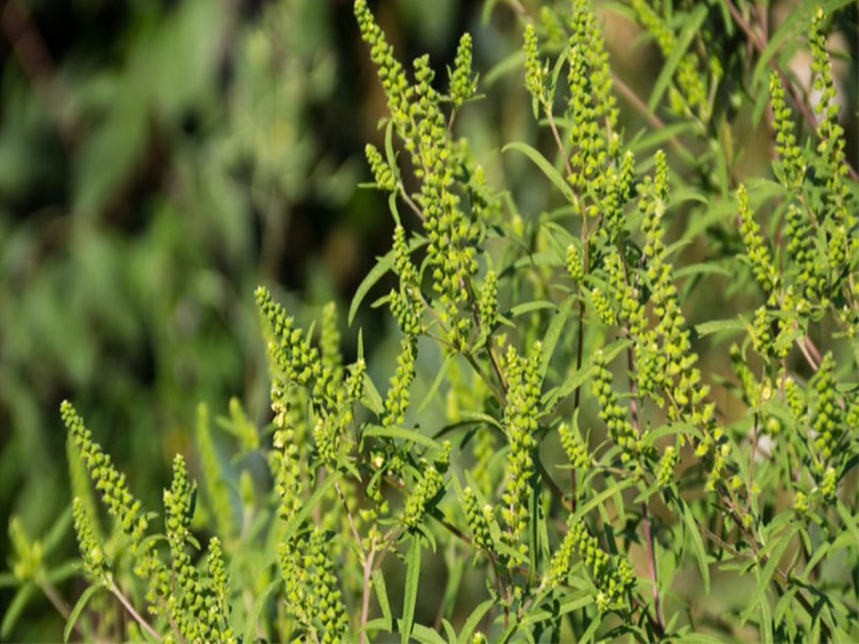 Эстрагон широколистный сорняк