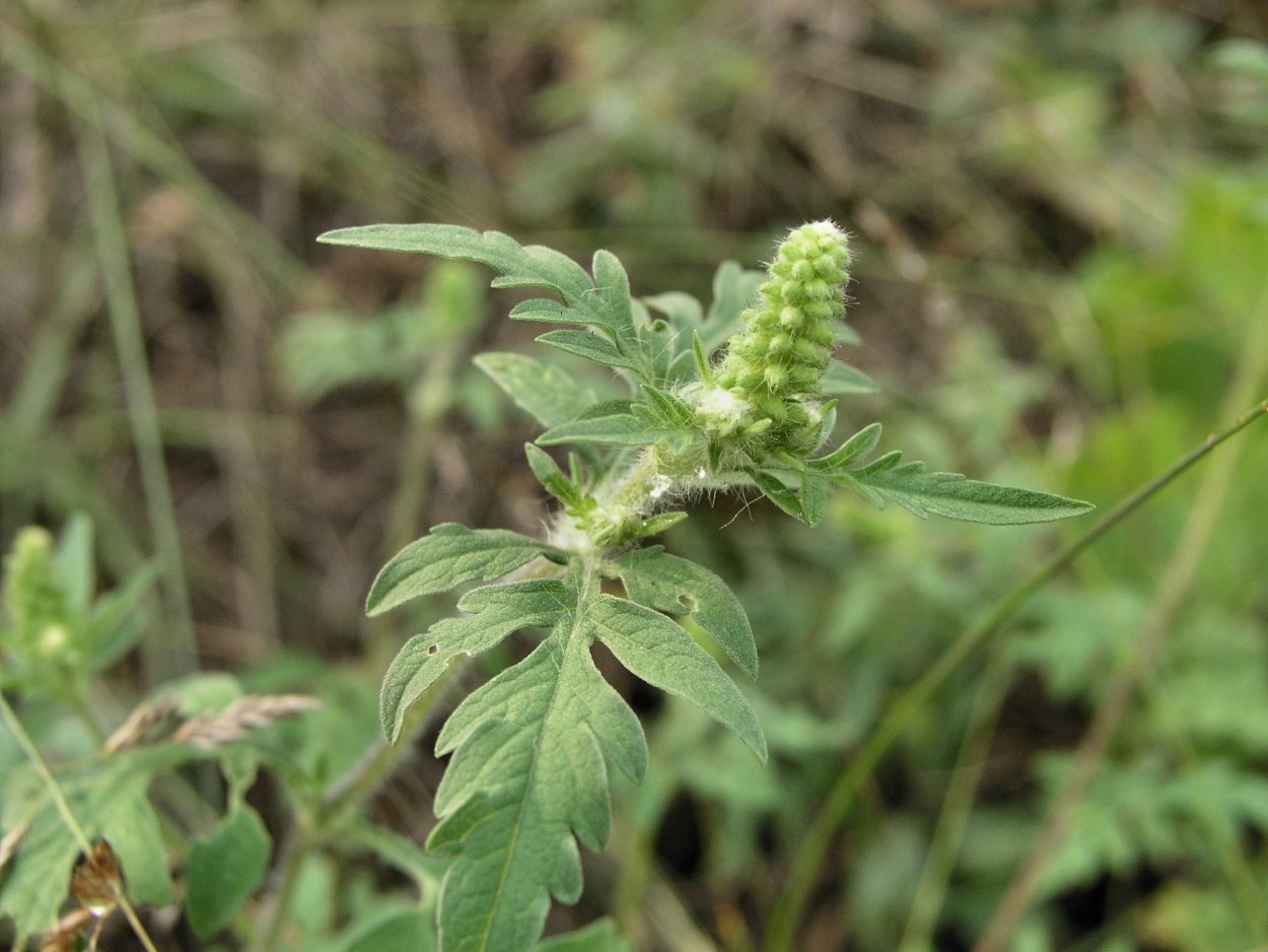 Двудольные сорняки амброзия