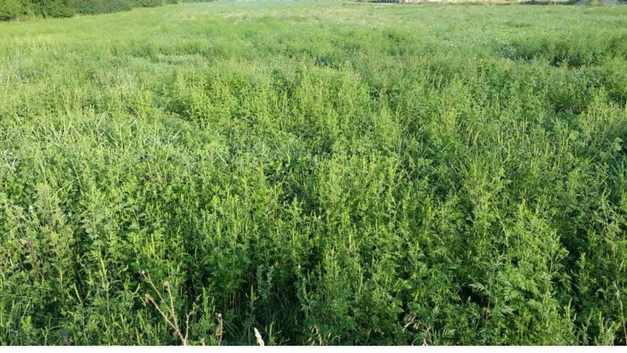 Амброзия желтая