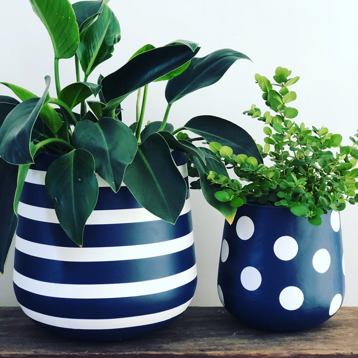 Необычные горшки для комнатных растений