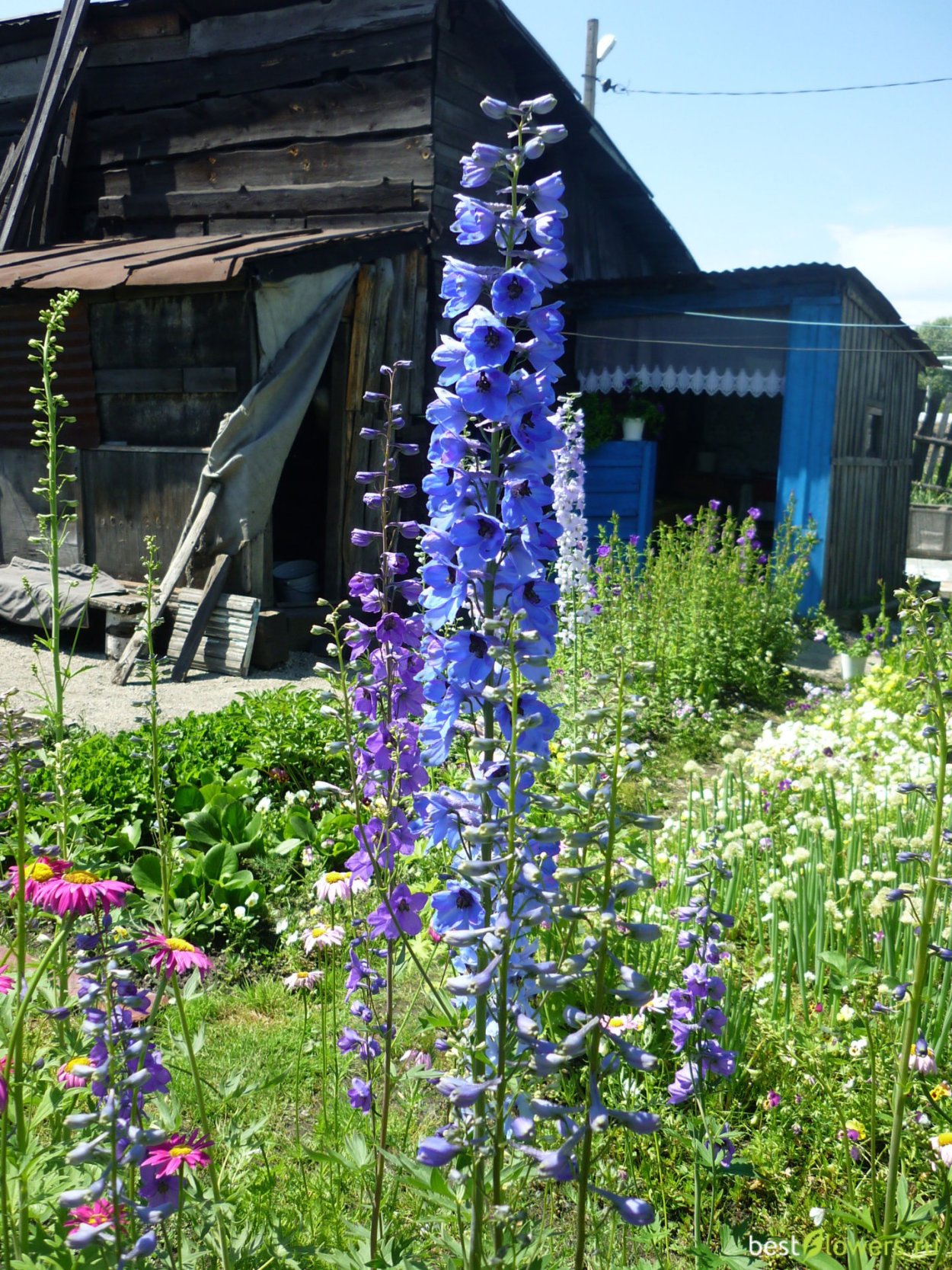 Люпин и дельфиниум